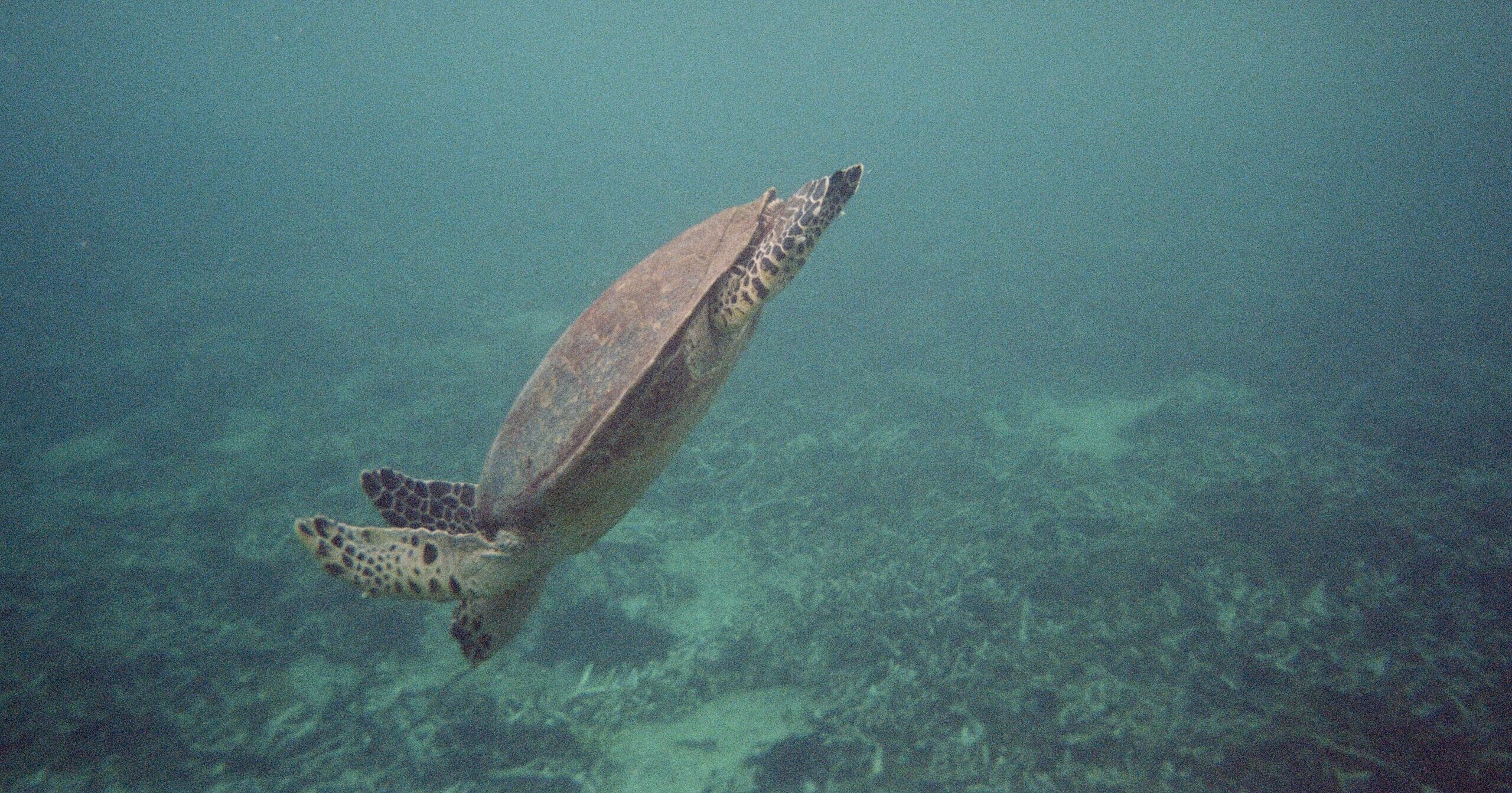 image00001